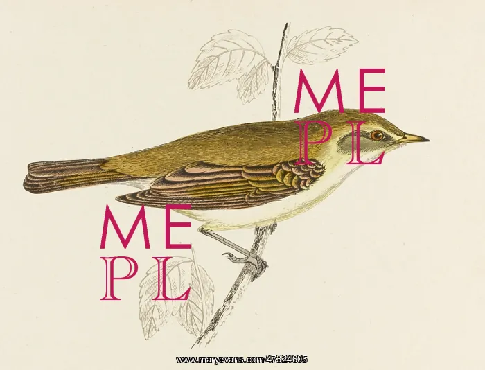 : CHIFFCHAFF (MORRIS) : CHIFFCHAFF (MORRIS)
