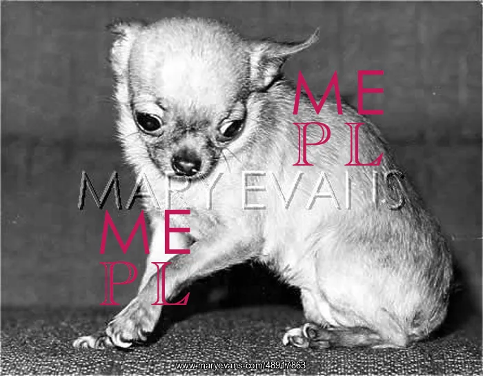 : CHIHUAHUA. A wide-eyed Chihuahua, one of the popular miniature dog breeds : CHIHUAHUA. A wide-eyed Chihuahua, one of the popular miniature dog breeds