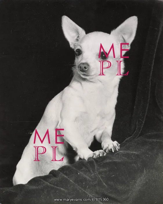  : Chihuahua dog
