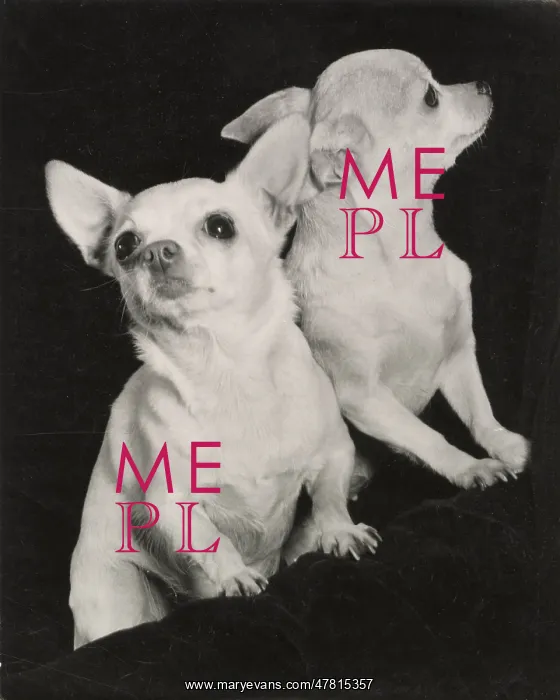  : Two Chihuahua dogs