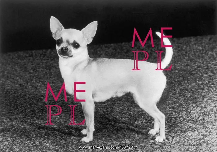  : Chihuahua Molimor Talentina