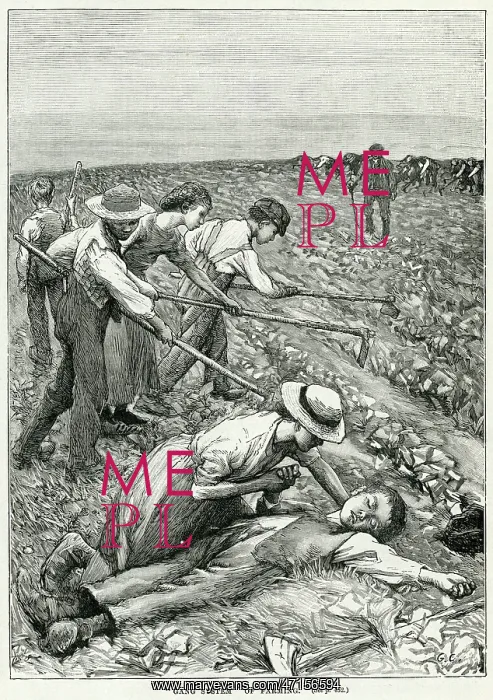 : Child labour working in the fields : Child labour working in the fields