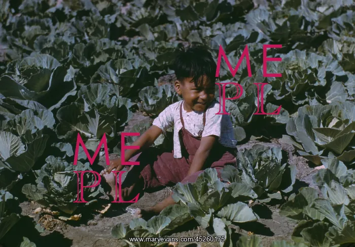 : Child of a migratory farm laborer in a cabbage : Child of a migratory farm laborer in a cabbage