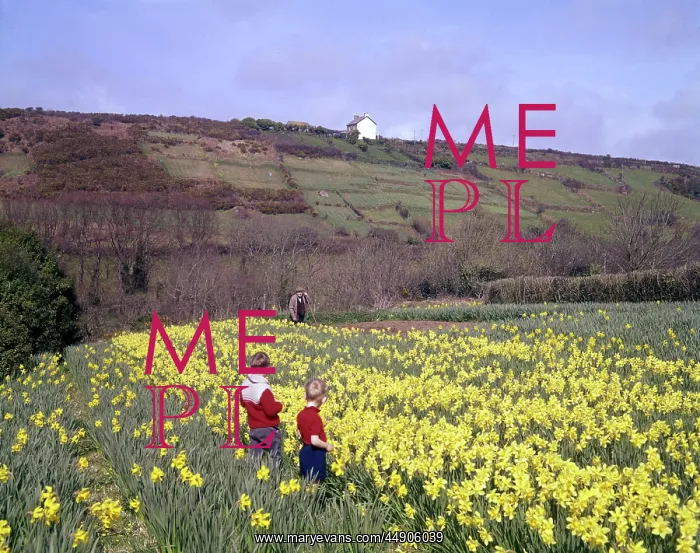  : Children and daffodils at Portscatho, Cornwall