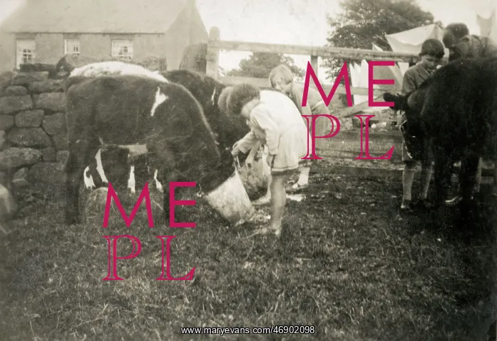  : Children feeding calves on a farm