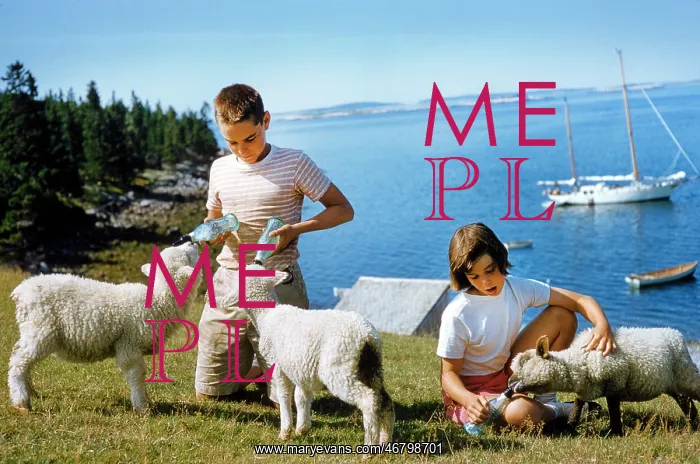 : children - feeding - lambs - animals : children - feeding - lambs - animals