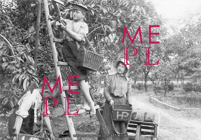 : Children picking cherries, 1906 : Children picking cherries, 1906
