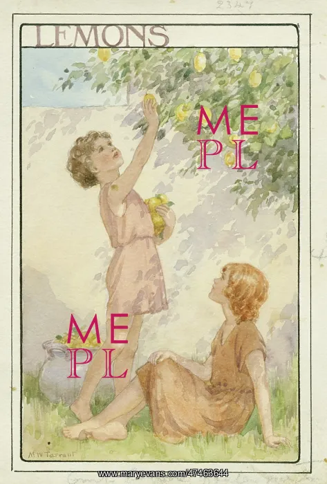 : Two children picking lemons from the tree : Two children picking lemons from the tree