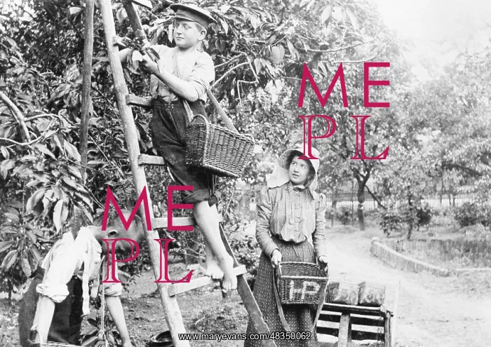 : Children working on a cherry tree plantation, 1906 : Children working on a cherry tree plantation, 1906