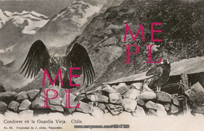 : Chile - Condors - The Old Guard : Chile - Condors - The Old Guard