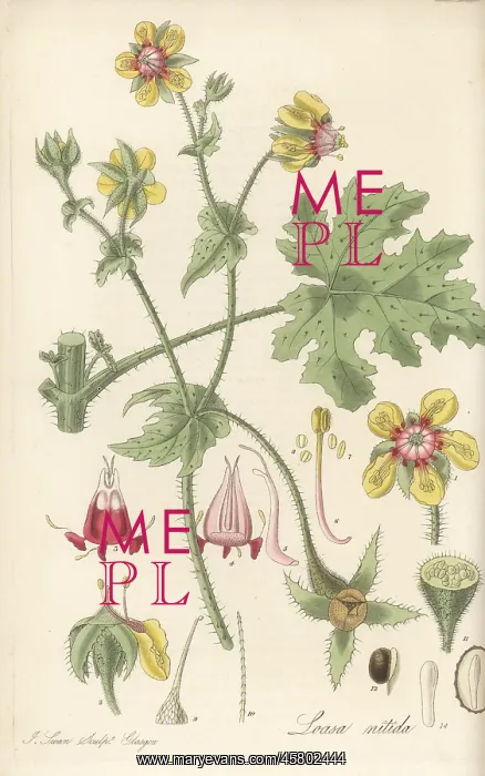 : Chile nettle, Loasa nitida : Chile nettle, Loasa nitida