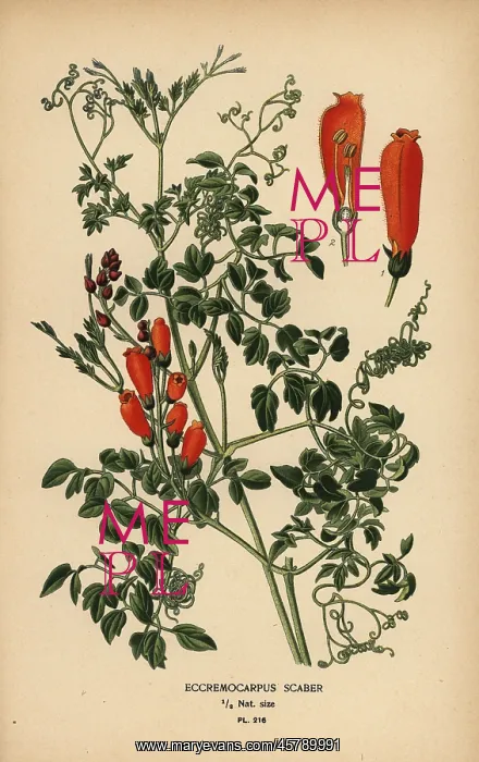 : Chilean glory-flower, Eccremocarpus scaber : Chilean glory-flower, Eccremocarpus scaber
