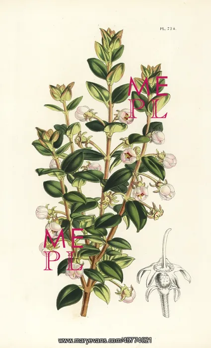 : Chilean guava, Ugni molinae : Chilean guava, Ugni molinae
