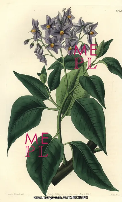 : Chilean potato tree, Solanum crispum : Chilean potato tree, Solanum crispum