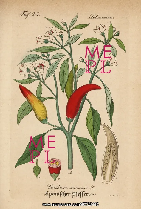 : Chili pepper, Capsicum annuum : Chili pepper, Capsicum annuum