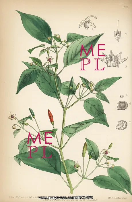 : Chili pepper, Capsicum annuum : Chili pepper, Capsicum annuum