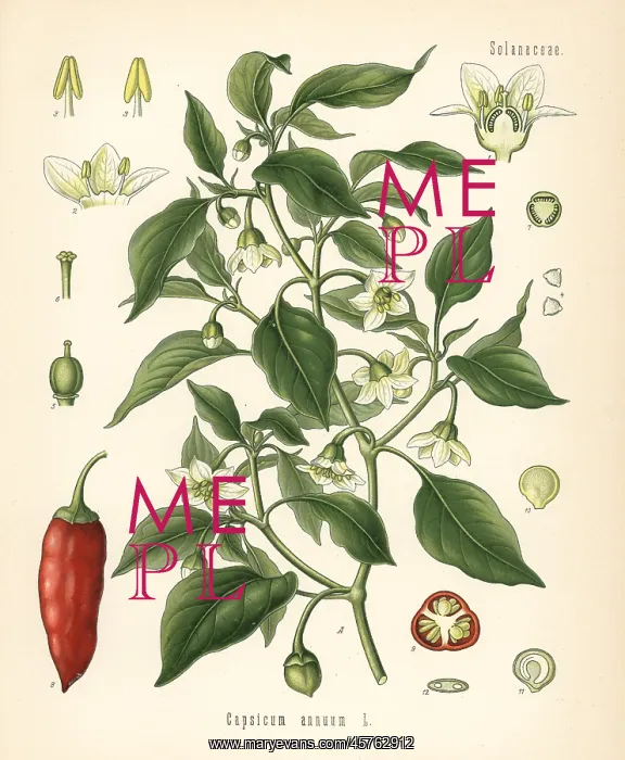 : Chili pepper, Capsicum annuum : Chili pepper, Capsicum annuum