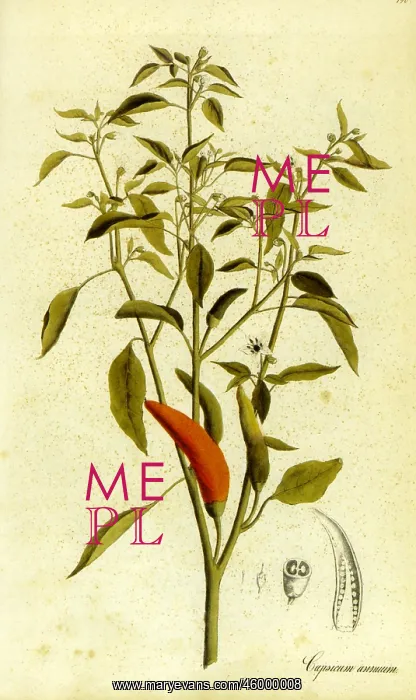 : Chili pepper (Capsicum annuum) : Chili pepper (Capsicum annuum)