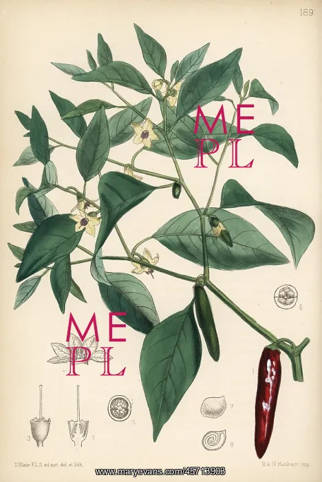 : Chili pepper or pod pepper, Capsicum annuum : Chili pepper or pod pepper, Capsicum annuum