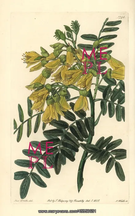 : Chilian mayu or mayo tree, Edwardsia chilensis : Chilian mayu or mayo tree, Edwardsia chilensis