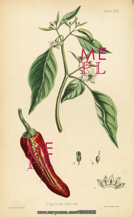 : Chilly pepper, Capsicum annuum : Chilly pepper, Capsicum annuum