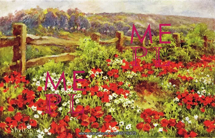  : A Chiltern Poppyfield