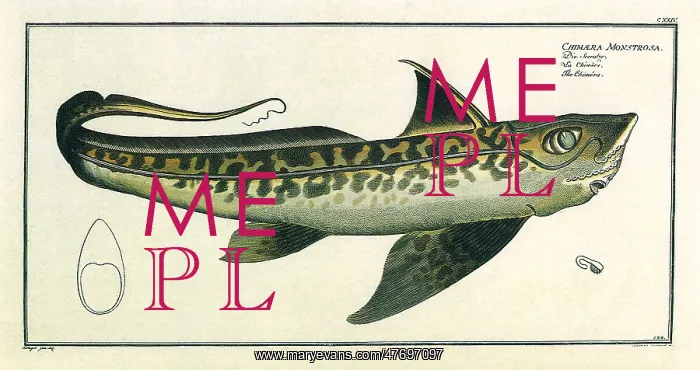  : Chimaera