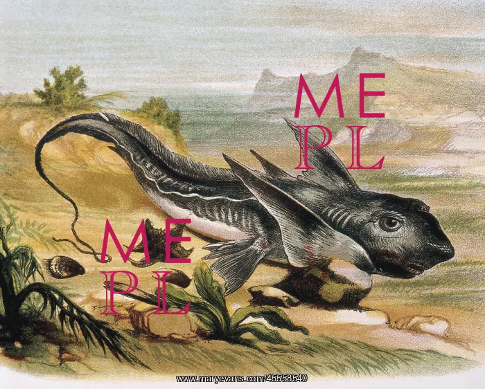 : Chimaera (Chimaera arctica). Engraving after : Chimaera (Chimaera arctica). Engraving after