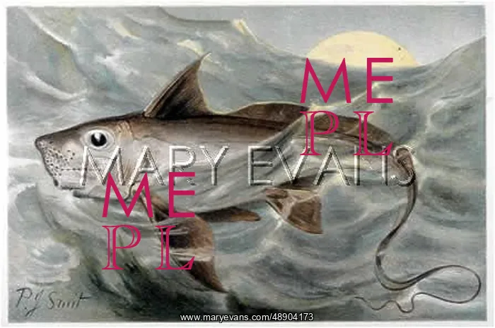 : CHIMAERA / FISH / 1895 : CHIMAERA / FISH / 1895