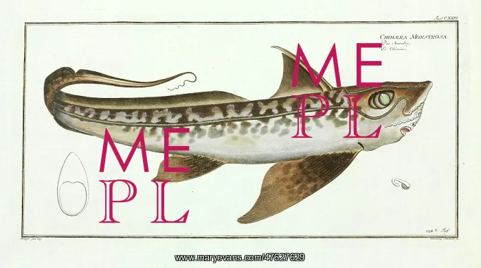: Chimaera monstrosa : Chimaera monstrosa