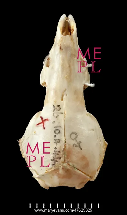 : Chimarrogale varennei, dorsal view : Chimarrogale varennei, dorsal view