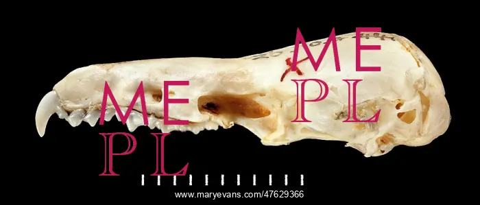 : Chimarrogale varennei, lateral view : Chimarrogale varennei, lateral view