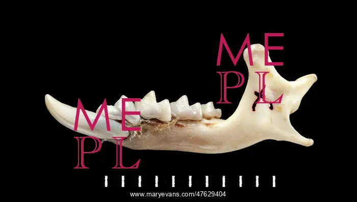 : Chimarrogale varennei, mandible : Chimarrogale varennei, mandible