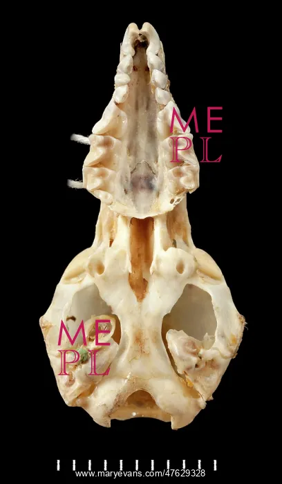  : Chimarrogale varennei, ventral view