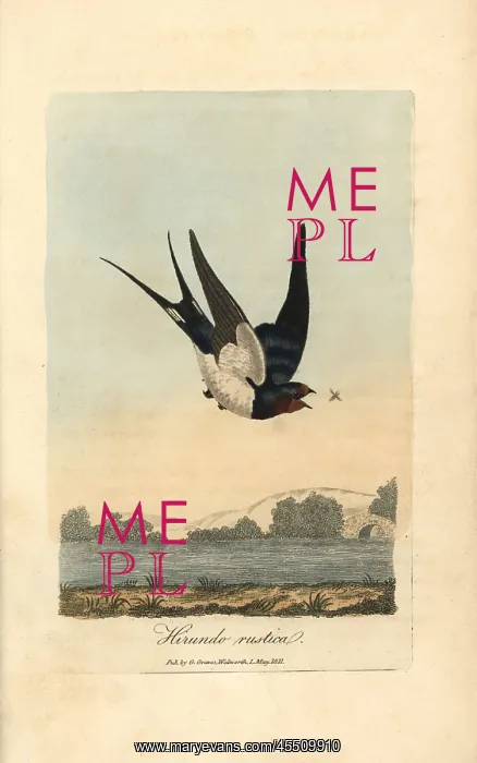 : Chimney swallow, Barn swallow, Hirundo rustica : Chimney swallow, Barn swallow, Hirundo rustica