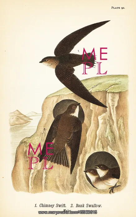 : Chimney swift and bank swallow : Chimney swift and bank swallow