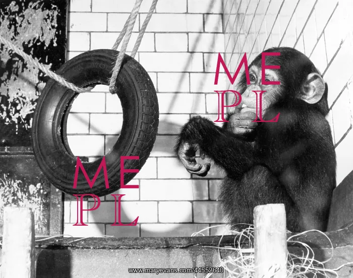  : CHIMP WITH TYRE