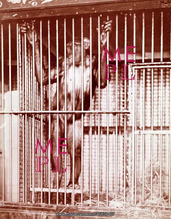  : Chimpanzee
