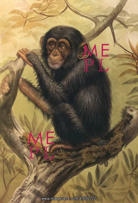  : Chimpanzee