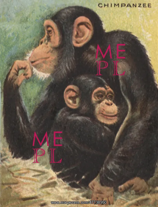  : Chimpanzee