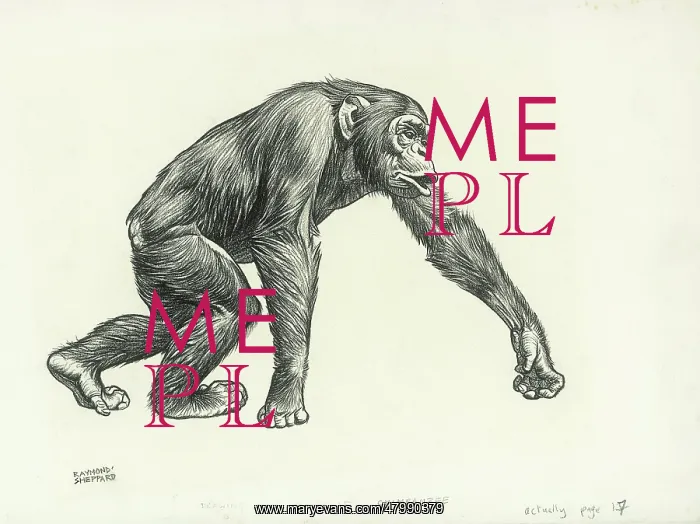 : Chimpanzee : Chimpanzee