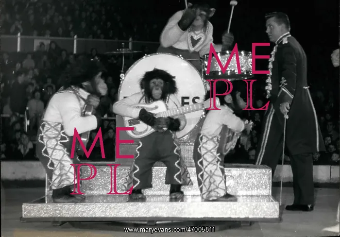 : Chimpanzee Beatles group, Bertram Mills Circus : Chimpanzee Beatles group, Bertram Mills Circus