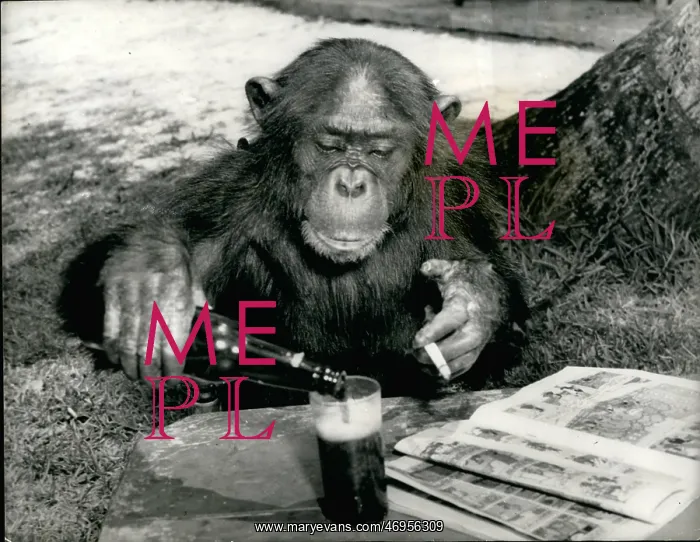 : Chimpanzee with beer, cigarette and magazines : Chimpanzee with beer, cigarette and magazines