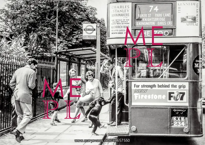 : Chimpanzee boarding London bus : Chimpanzee boarding London bus