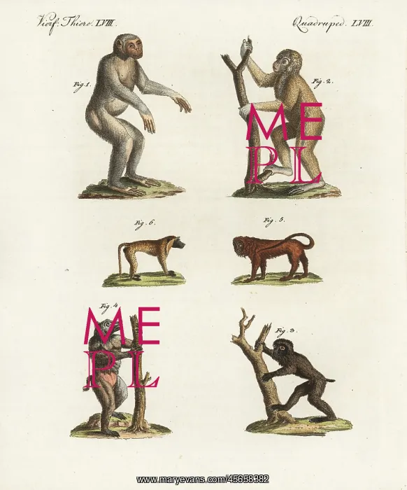 : Chimpanzee, Bornean orang utan, and baboons : Chimpanzee, Bornean orang utan, and baboons