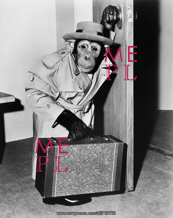: Chimpanzee in coat and hat walking with a suitcase : Chimpanzee in coat and hat walking with a suitcase