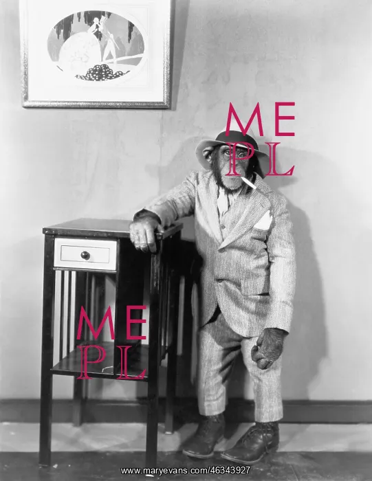 : Chimpanzee dressed in suit with cigarette : Chimpanzee dressed in suit with cigarette