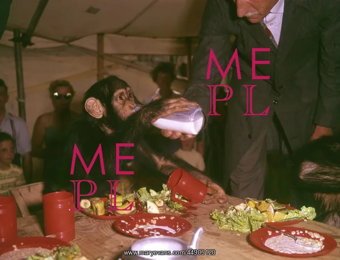 : Chimpanzee drinking milk : Chimpanzee drinking milk