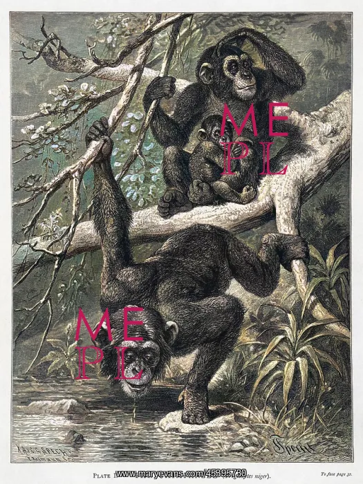  : CHIMPANZEE FAMILY