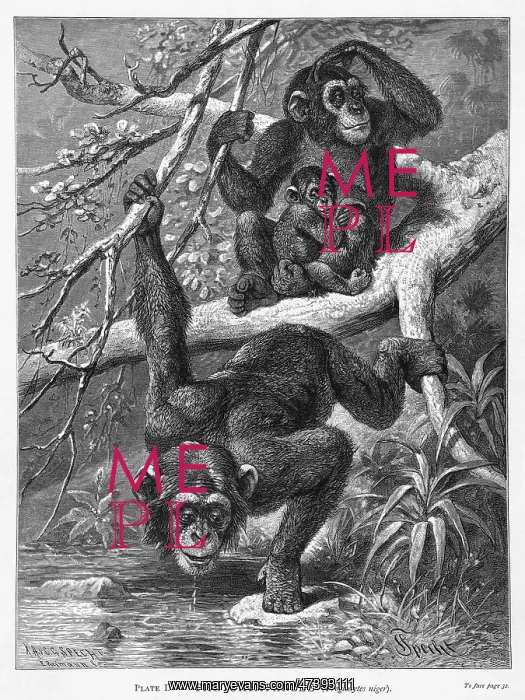  : CHIMPANZEE FAMILY